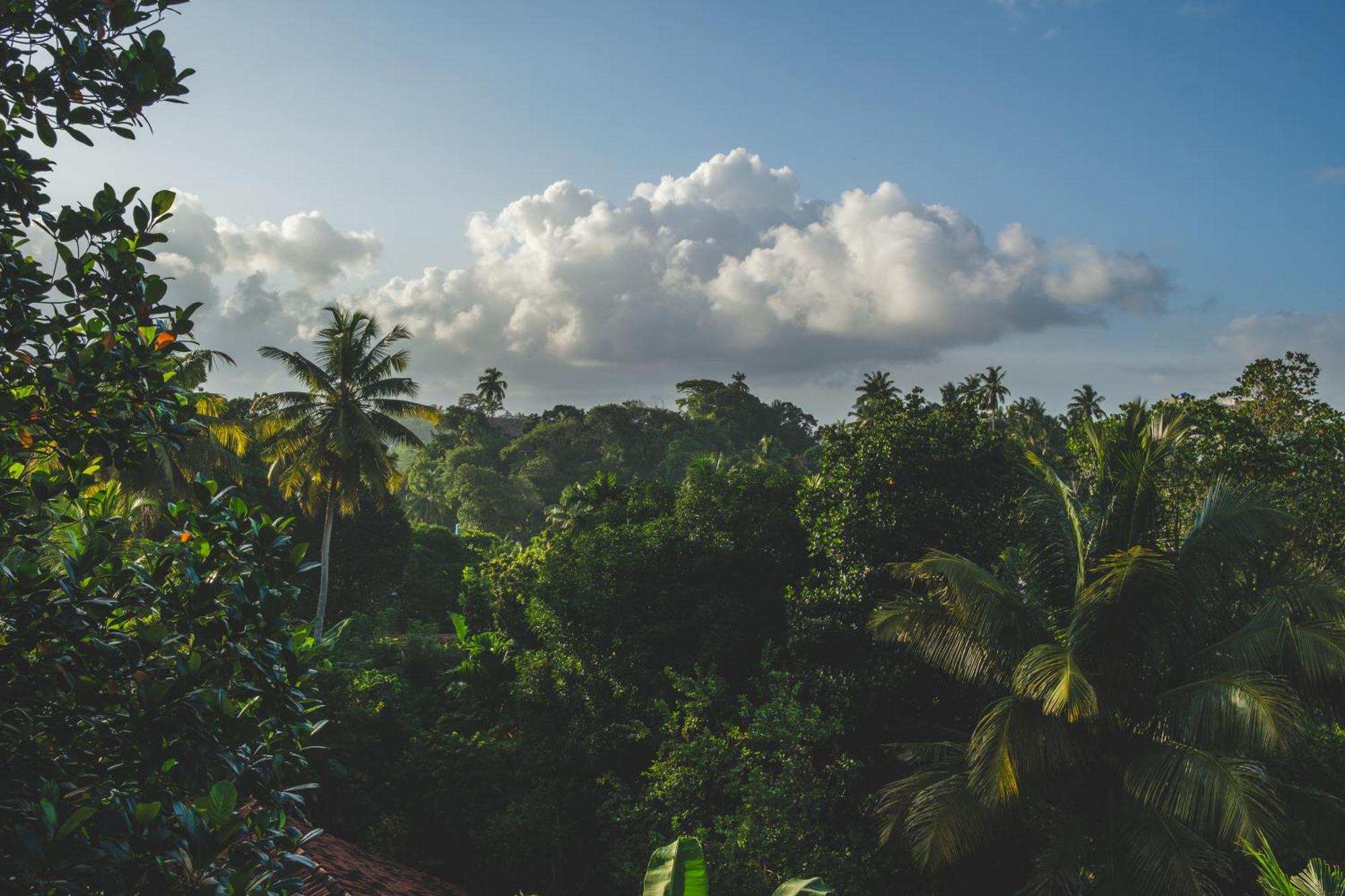 The Jungle View Hotel Mirissa Buitenkant foto