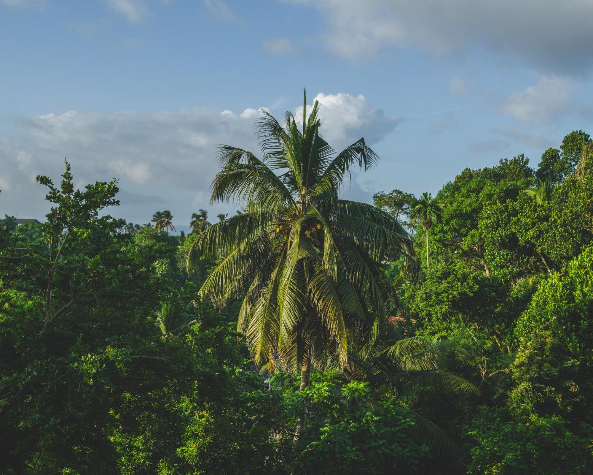 The Jungle View Hotel Mirissa Buitenkant foto